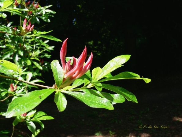 Bois des Moutiers (86) Juin 2012